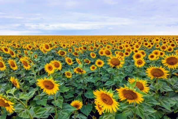 Поле подсолнечника