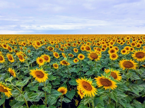 Поле подсолнечника